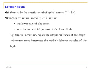 CNS 2.ppt cardiovascular anatomy powerpoint f | PPT