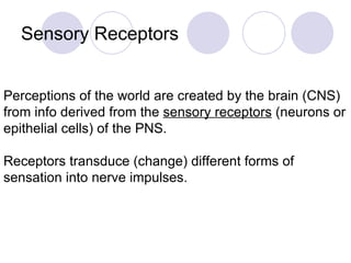 Sensory Receptors  Perceptions of the world are created by the brain (CNS) from info derived from the  sensory receptors  (neurons or epithelial cells) of the PNS. Receptors   transduce   (change) different forms of sensation into nerve impulses. 