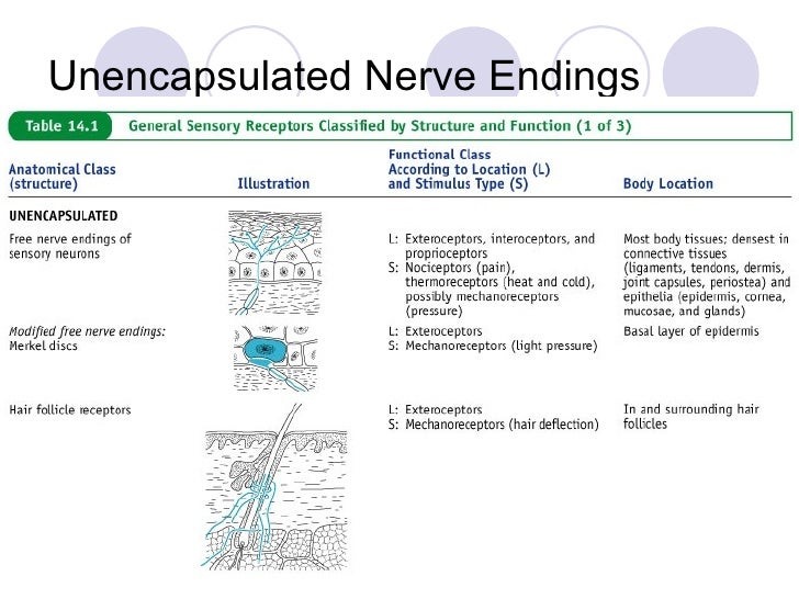 examples of nerve endings examples of nerve endings