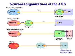 Comprehensive Overview of the Autonomic Nervous System Physiology and ...
