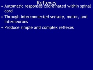 Reflexes ,[object Object],[object Object],[object Object]