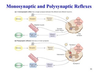 Comprehensive Overview of Human Reflexes and Reflex Arcs in the Nervous ...