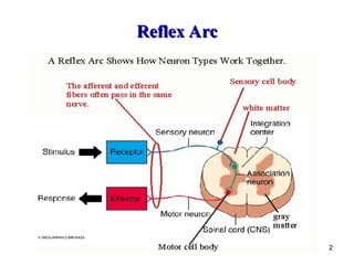 Comprehensive Overview of Human Reflexes and Reflex Arcs in the Nervous ...