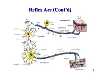Comprehensive Overview of Human Reflexes and Reflex Arcs in the Nervous ...