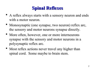 Comprehensive Overview of Human Reflexes and Reflex Arcs in the Nervous ...