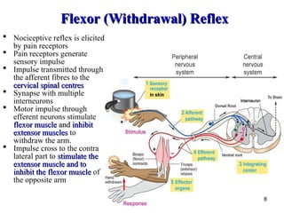 Comprehensive Overview of Human Reflexes and Reflex Arcs in the Nervous ...