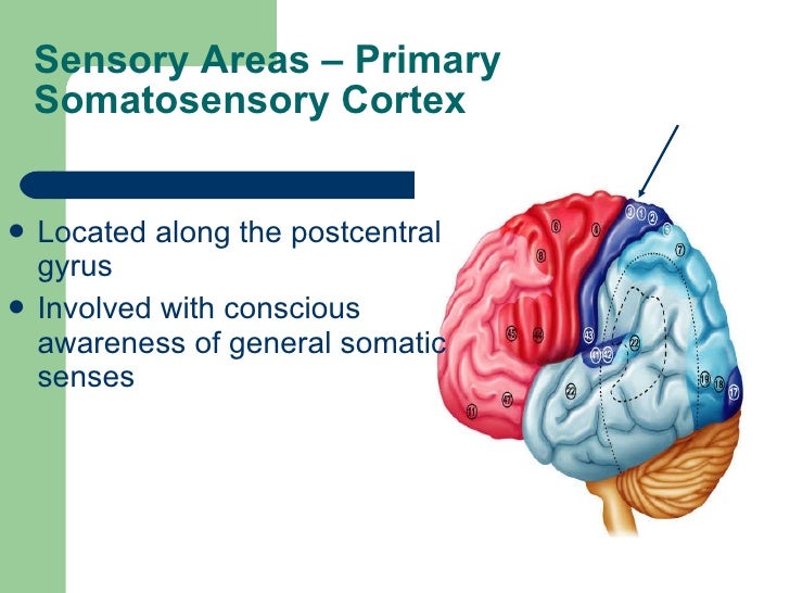 cns 5 which letter indicates the primary somatosensory cortex