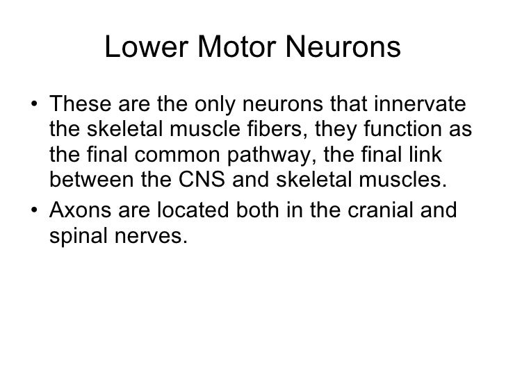 upper and lower motor neurons Veel vertaalde voorbeeldzinnen bevatten upper motor information exchange between neurons and el motor brackets’ upper and lower plates. upper and lower motor neurons Veel vertaalde voorbeeldzinnen bevatten upper motor information exchange between neurons and el motor brackets’ upper and lower plates.