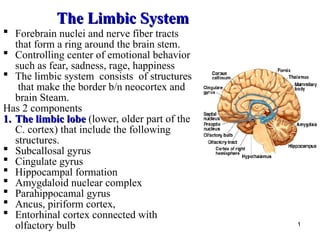 Comprehensive Overview of the Limbic System: Structure, Functions, and ...