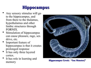 Comprehensive Overview of the Limbic System: Structure, Functions, and ...