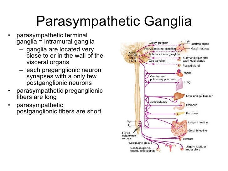 Cns 8 Biology Diagrams