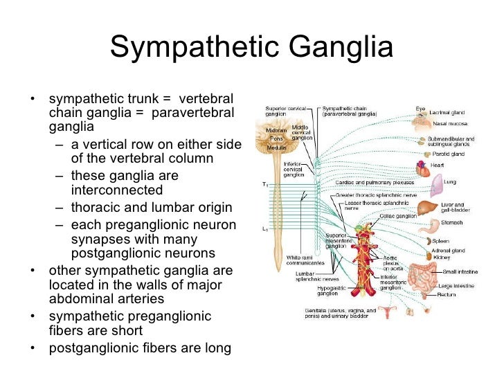 Cns 8 Biology Diagrams