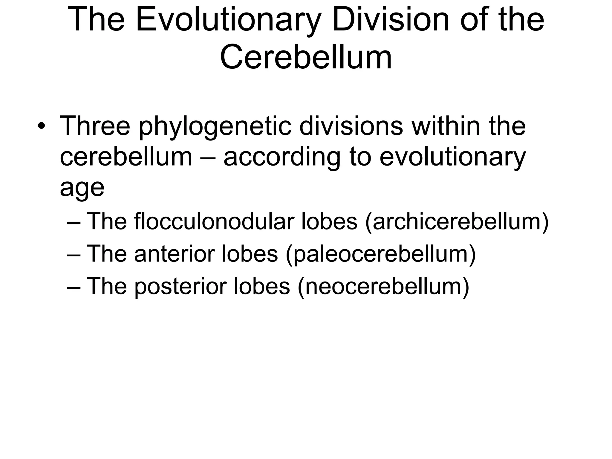 The Evolutionary Division of the Cerebellum Three phylogenetic divisions within the cerebellum – according to evolutionary age The flocculonodular lobes (archicerebellum) The anterior lobes (paleocerebellum) The posterior lobes (neocerebellum) 