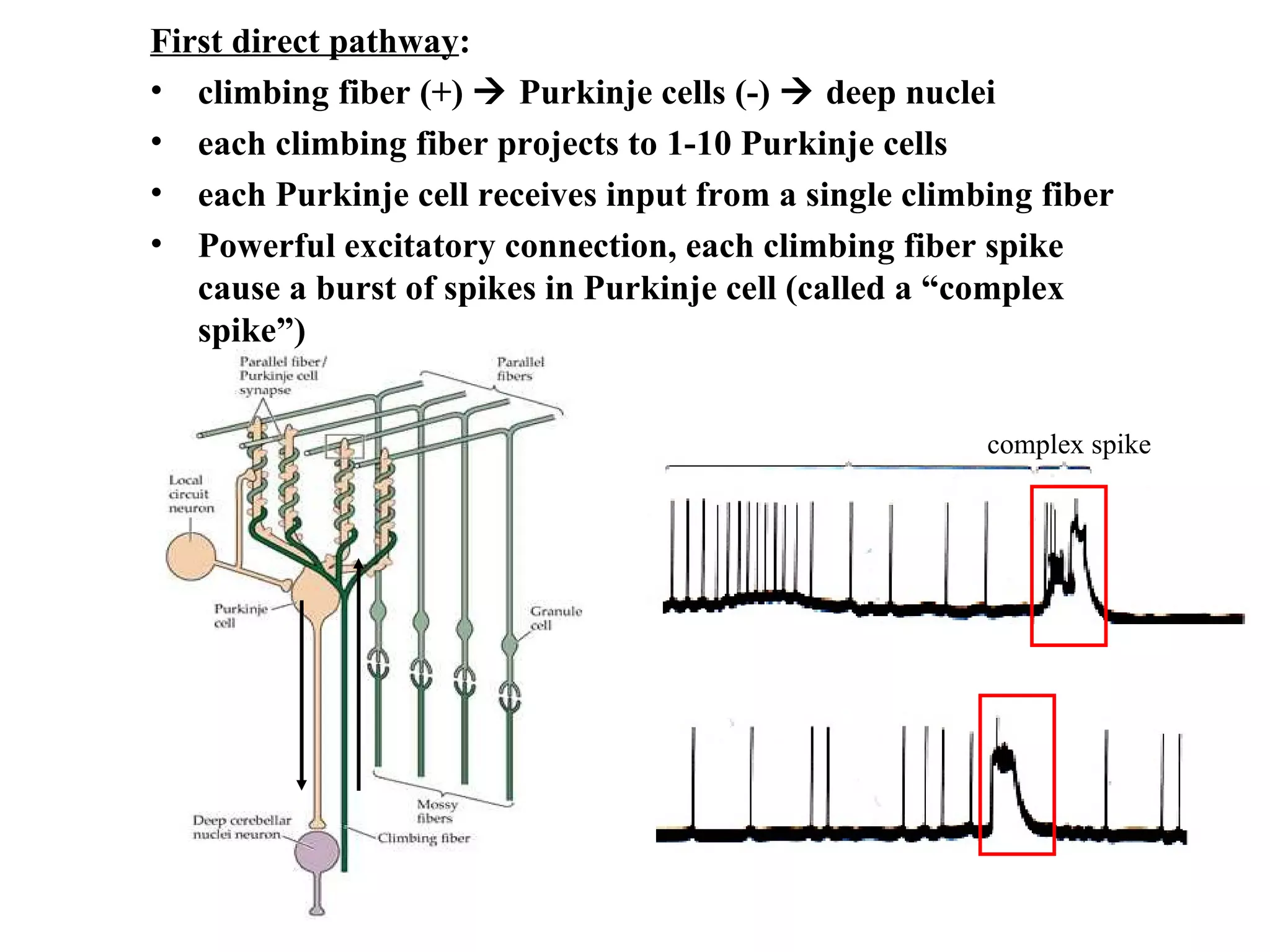 First direct pathway : climbing fiber (+)    Purkinje cells (-)    deep nuclei each climbing fiber projects to 1-10 Purkinje cells each Purkinje cell receives input from a single climbing fiber  Powerful excitatory connection, each climbing fiber spike cause a burst of spikes in Purkinje cell (called a “complex spike”) complex spike 