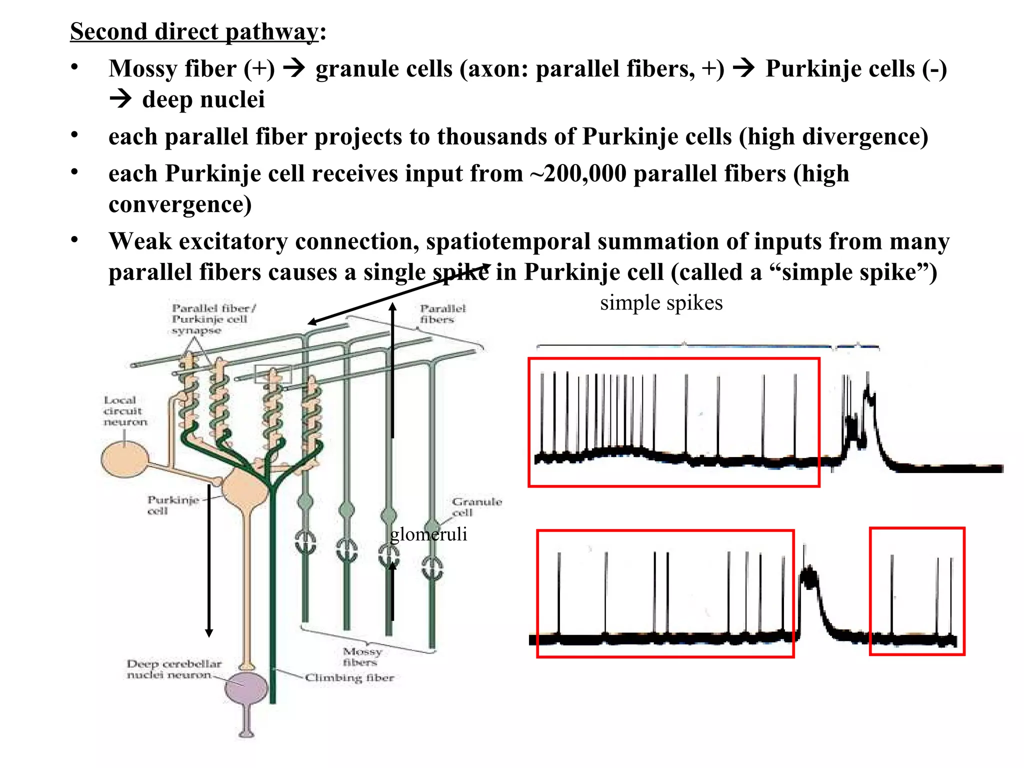 Second direct pathway : Mossy fiber (+)    granule cells (axon: parallel fibers, +)    Purkinje cells (-)    deep nuclei each parallel fiber projects to thousands of Purkinje cells (high divergence) each Purkinje cell receives input from ~200,000 parallel fibers (high convergence) Weak excitatory connection, spatiotemporal summation of inputs from many parallel fibers causes a single spike in Purkinje cell (called a “simple spike”) glomeruli simple spikes 