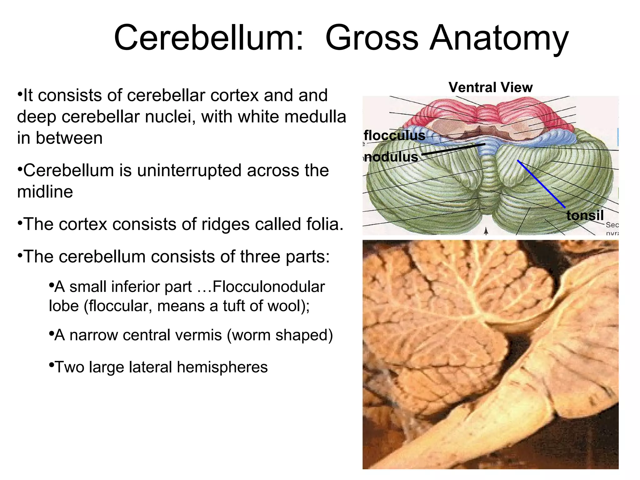 Cerebellum:  Gross Anatomy It consists of cerebellar cortex and and deep cerebellar nuclei, with white medulla in between Cerebellum is uninterrupted across the midline The cortex consists of ridges called folia. The cerebellum consists of three parts: A small inferior part …Flocculonodular lobe (floccular, means a tuft of wool);  A narrow central vermis (worm shaped) Two large lateral hemispheres   nodulus flocculus tonsil Ventral View 