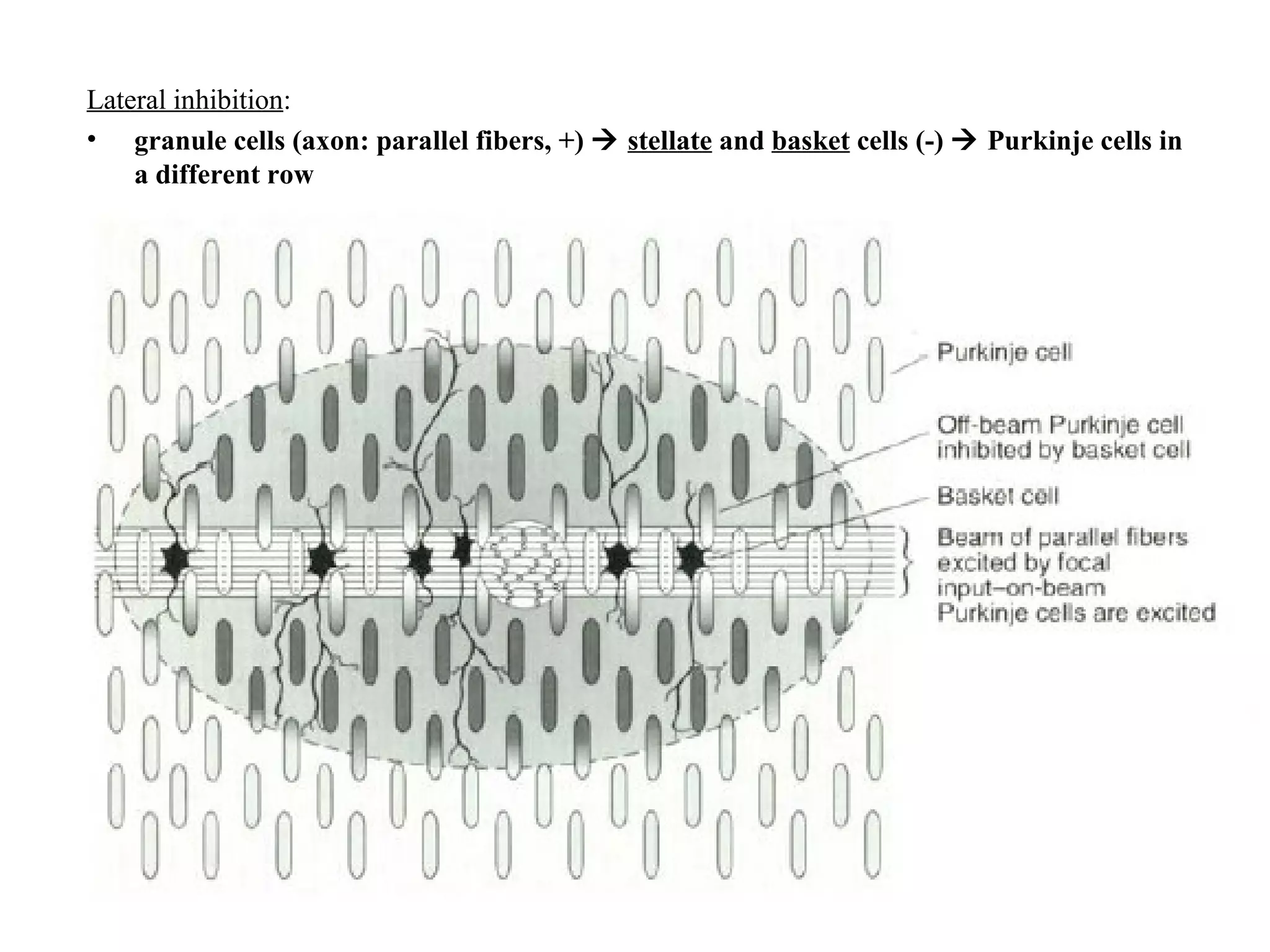 Lateral inhibition : granule cells (axon: parallel fibers, +)     stellate  and  basket  cells (-)    Purkinje cells in a different row 