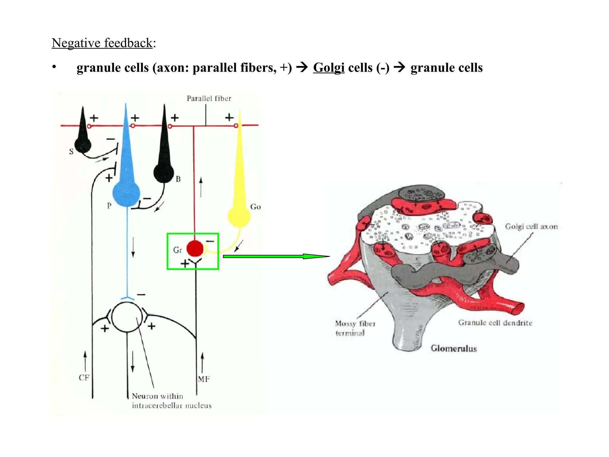 Negative feedback : granule cells (axon: parallel fibers, +)     Golgi  cells (-)    granule cells 