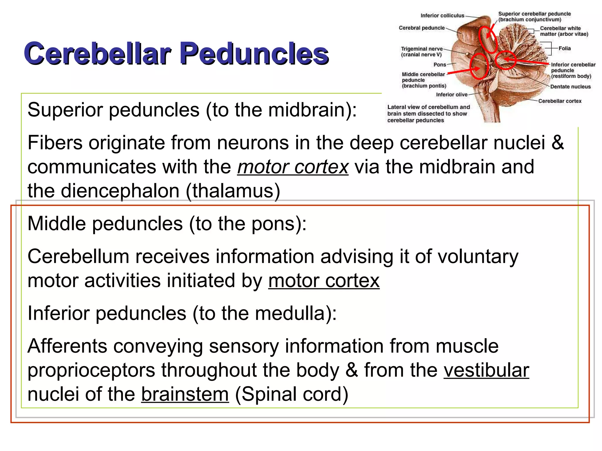 Cerebellar Peduncles Superior peduncles (to the midbrain): Fibers originate from neurons in the deep cerebellar nuclei & communicates with the  motor cortex  via the midbrain and  the diencephalon (thalamus) Middle peduncles (to the pons): Cerebellum receives information advising it of voluntary motor activities initiated by  motor cortex Inferior peduncles (to the medulla): Afferents conveying sensory information from muscle proprioceptors throughout the body & from the  vestibular  nuclei of the  brainstem  (Spinal cord) 