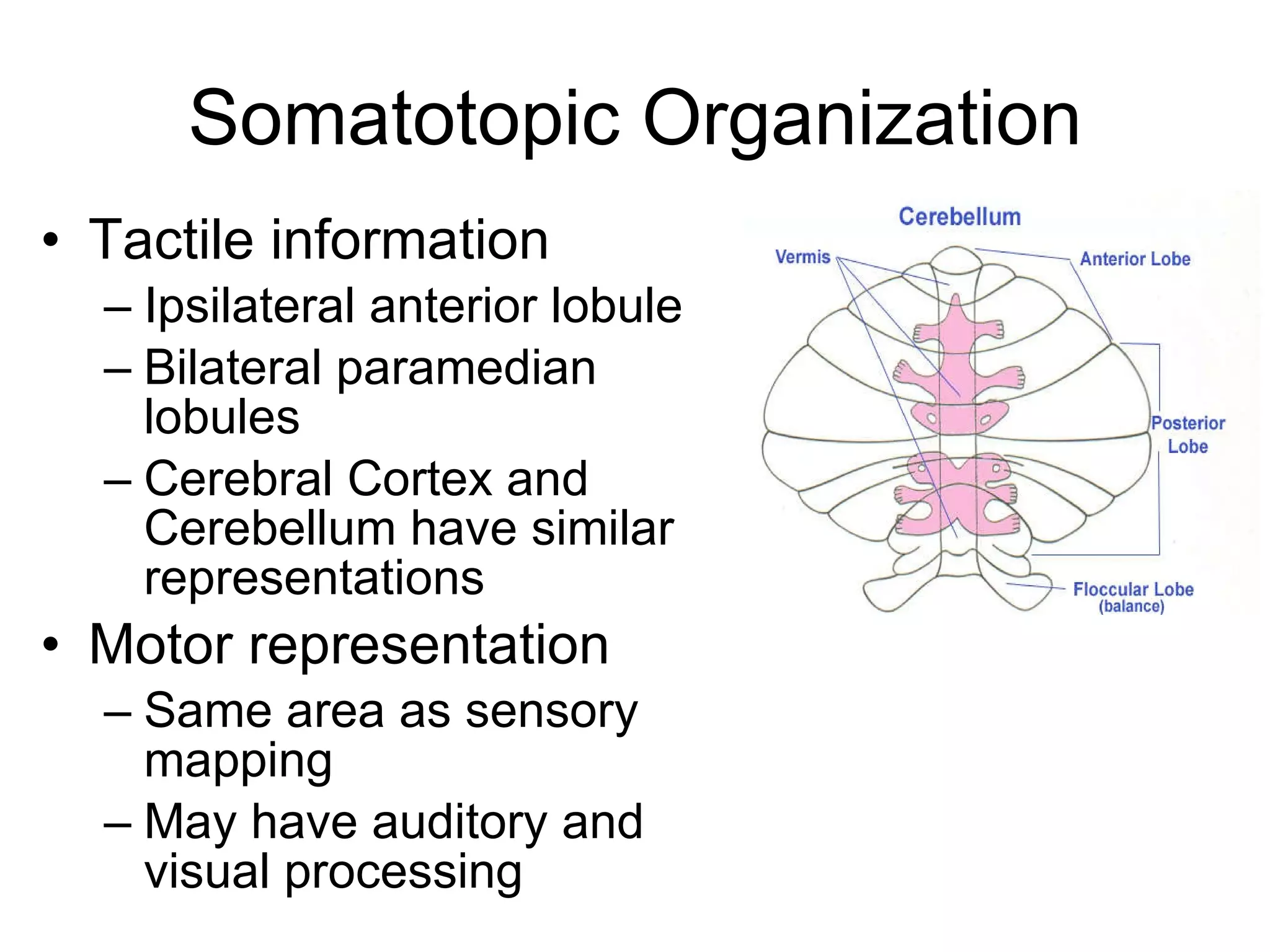 Somatotopic Organization Tactile information Ipsilateral anterior lobule  Bilateral paramedian lobules Cerebral Cortex and Cerebellum have similar representations Motor representation Same area as sensory mapping May have auditory and visual processing 