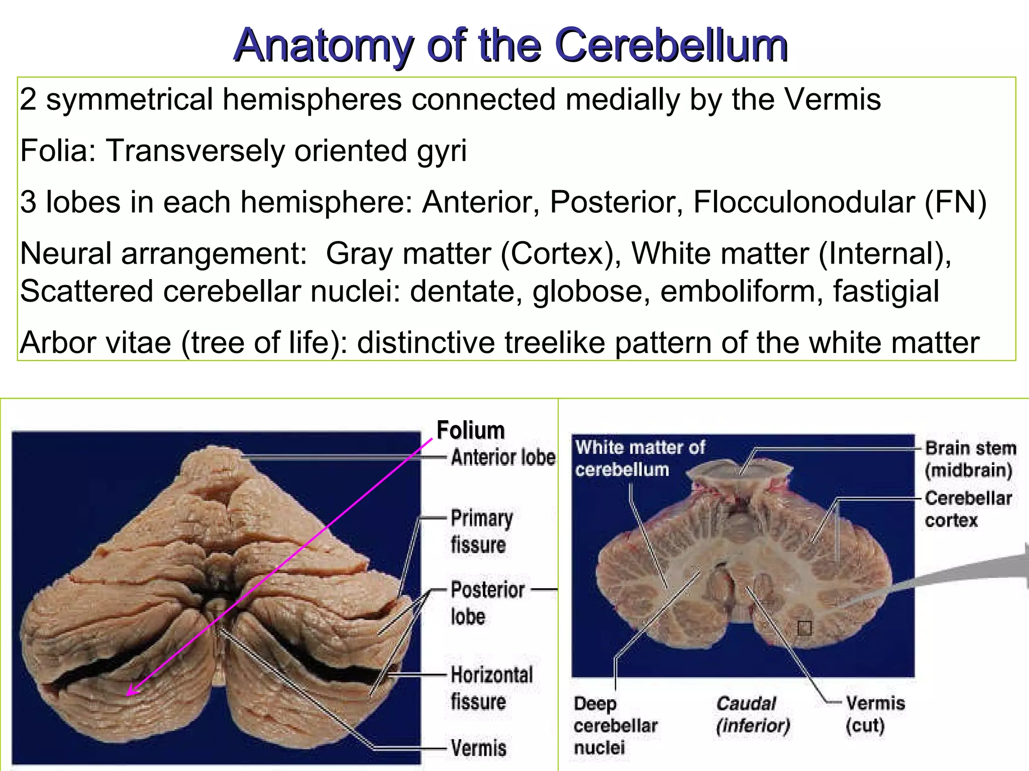 Anatomy of the Cerebellum 2 symmetrical hemispheres connected medially by the Vermis  Folia: Transversely oriented gyri 3 lobes in each hemisphere: Anterior, Posterior, Flocculonodular (FN) Neural arrangement:  Gray matter (Cortex), White matter (Internal),  Scattered cerebellar nuclei: dentate, globose, emboliform, fastigial  Arbor vitae (tree of life): distinctive treelike pattern of the white matter Folium 