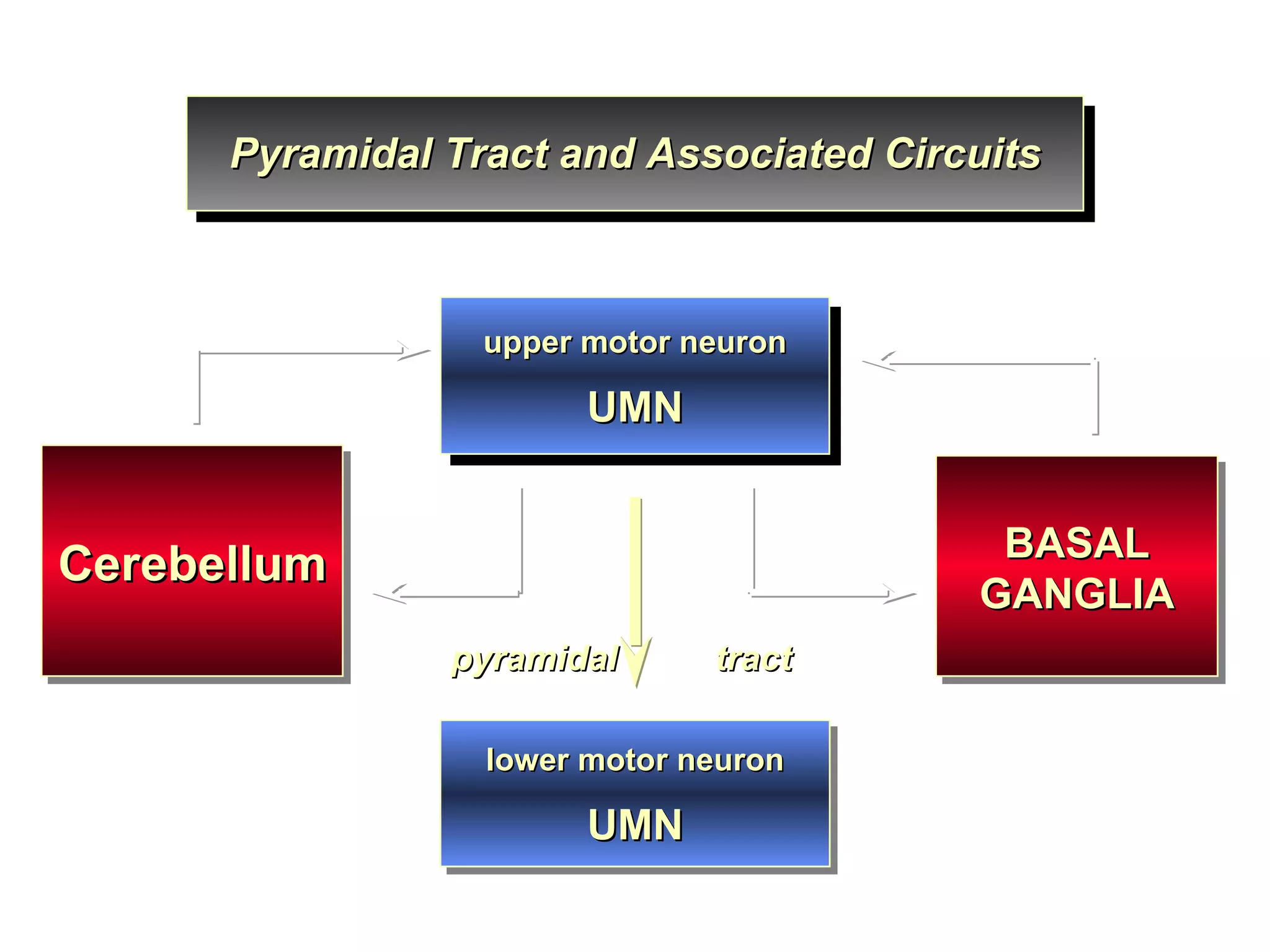 upper motor neuron UMN BASAL GANGLIA Pyramidal Tract and Associated Circuits lower motor neuron UMN pyramidal  tract Cerebellum 