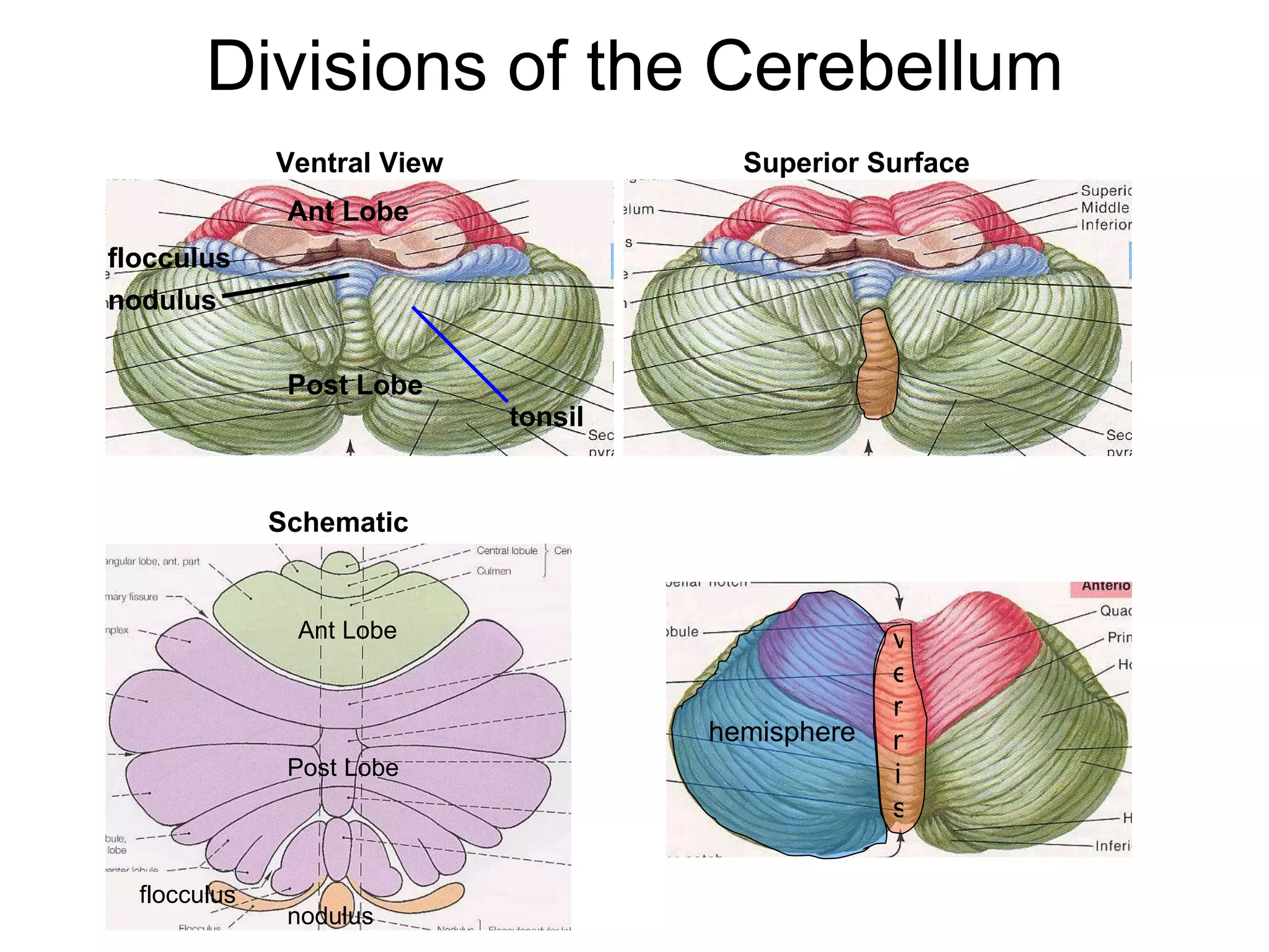 Divisions of the Cerebellum nodulus flocculus Ant Lobe Ant Lobe Post Lobe Post Lobe tonsil Ventral View Superior Surface vermis hemisphere Ant Lobe Post Lobe nodulus flocculus Schematic 