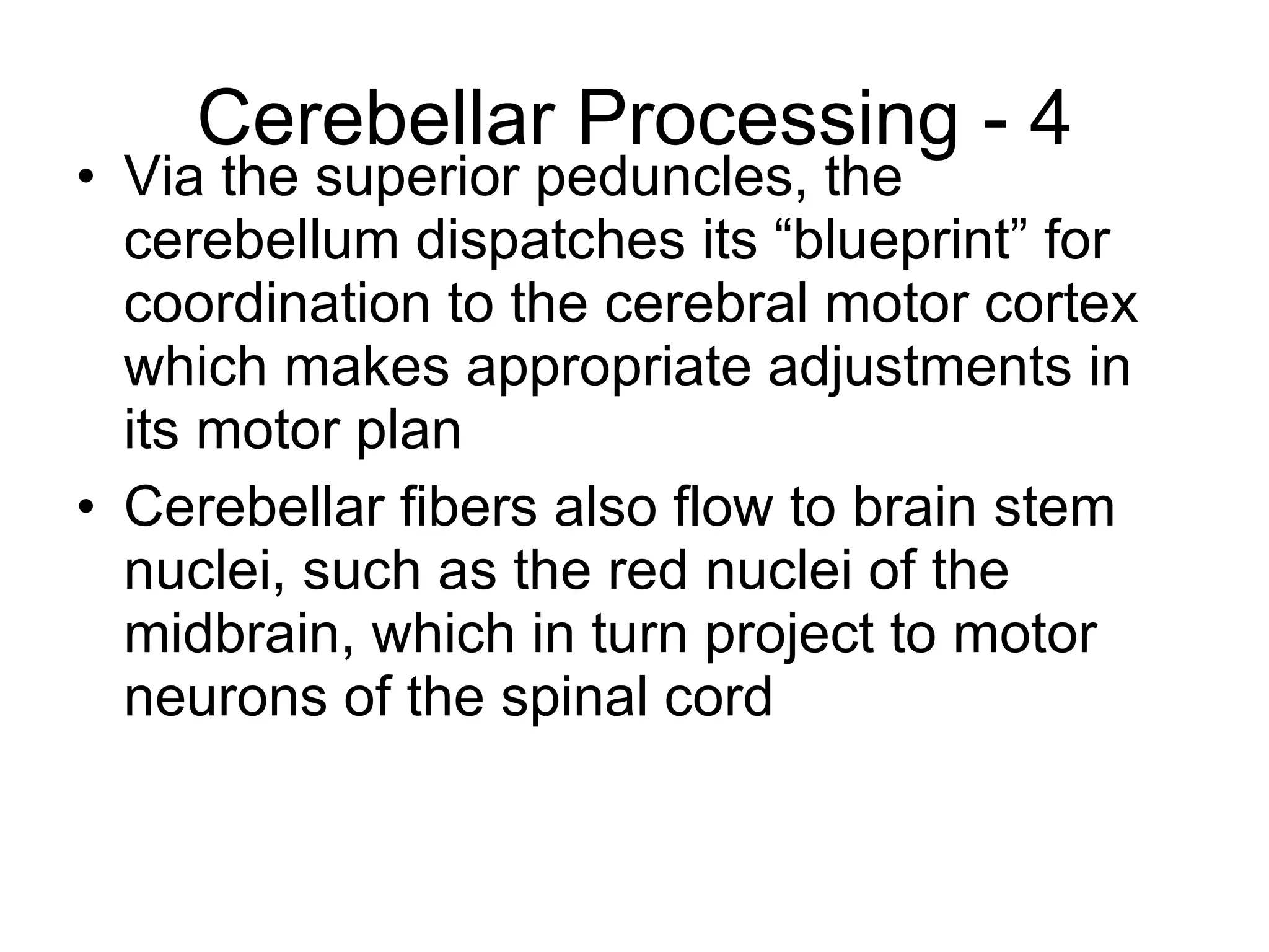 Cerebellar Processing - 4 Via the superior peduncles, the cerebellum dispatches its “blueprint” for coordination to the cerebral motor cortex which makes appropriate adjustments in its motor plan Cerebellar fibers also flow to brain stem nuclei, such as the red nuclei of the midbrain, which in turn project to motor neurons of the spinal cord  