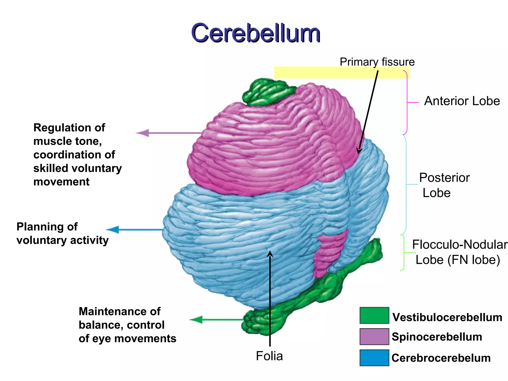 Cerebellum Regulation of  muscle tone, coordination of  skilled voluntary  movement Planning of  voluntary activity Maintenance of  balance, control  of eye movements Anterior Lobe Posterior  Lobe Flocculo-Nodular  Lobe (FN lobe) Folia Primary fissure Vestibulocerebellum Spinocerebellum Cerebrocerebelum 