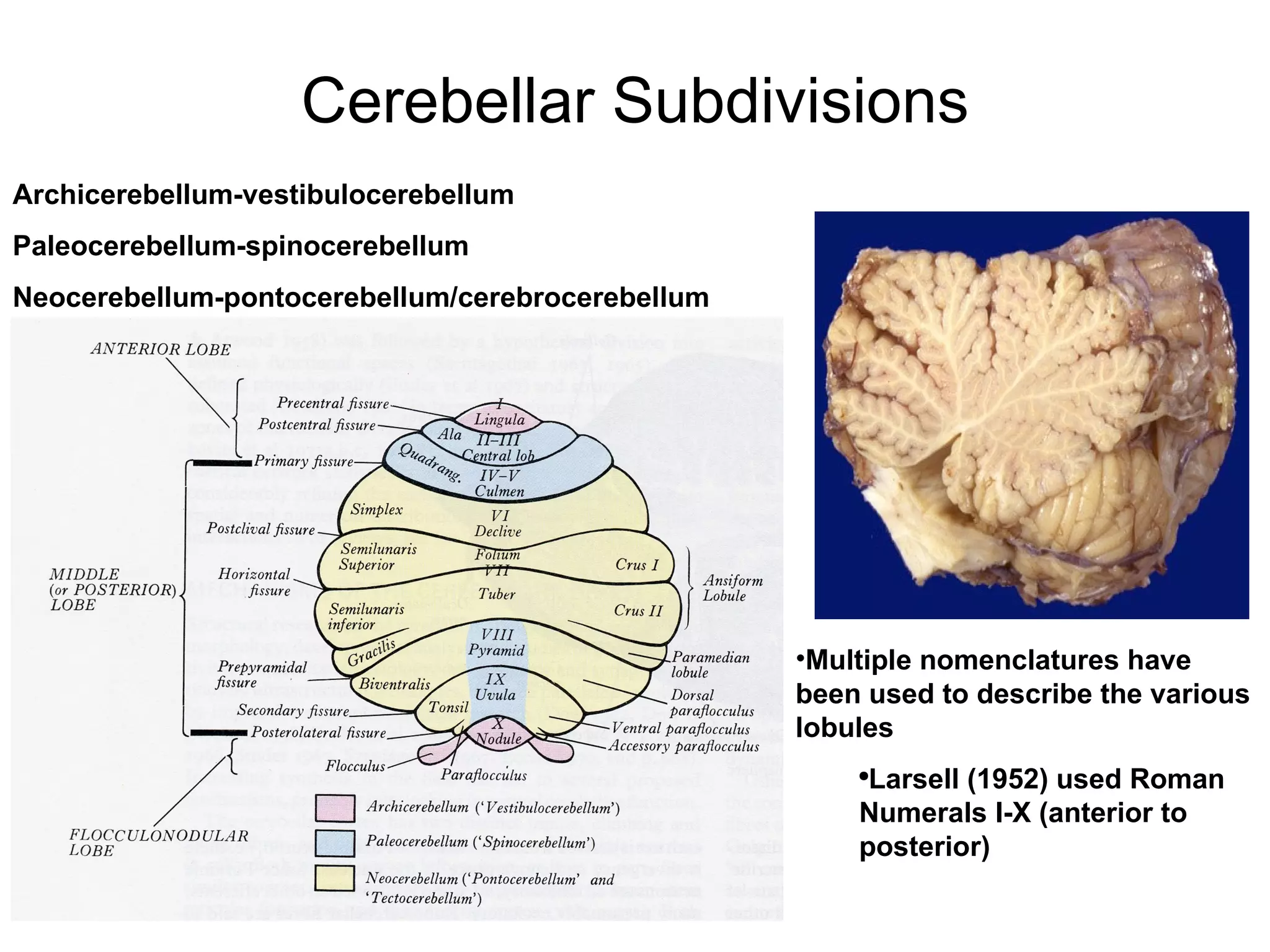 Cerebellar Subdivisions Multiple nomenclatures have been used to describe the various lobules Larsell (1952) used Roman Numerals I-X (anterior to posterior) Archicerebellum-vestibulocerebellum Paleocerebellum-spinocerebellum Neocerebellum-pontocerebellum/cerebrocerebellum 