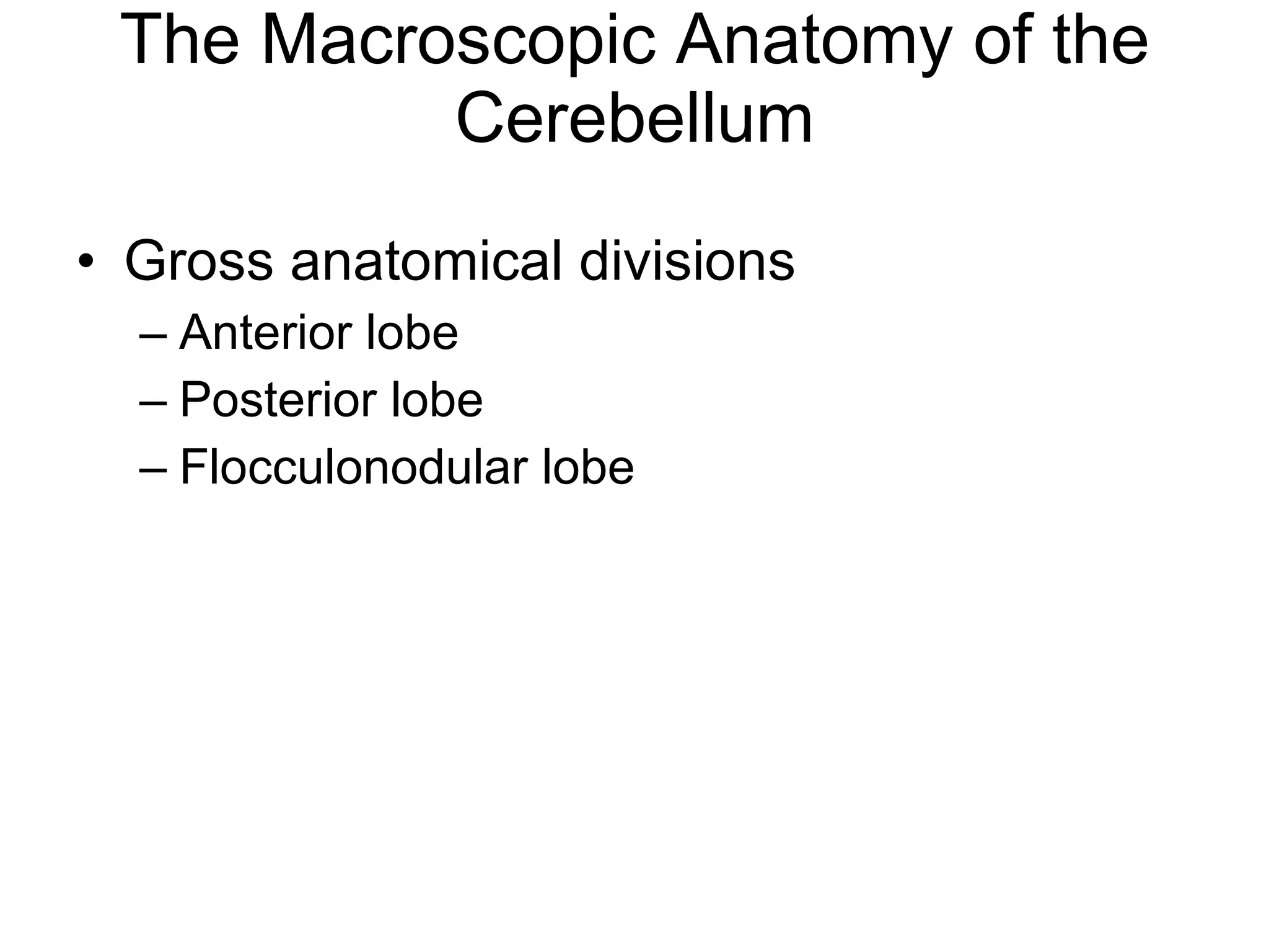 The Macroscopic Anatomy of the Cerebellum Gross anatomical divisions Anterior lobe Posterior lobe Flocculonodular lobe 