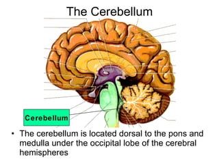 The Cerebellum ,[object Object],Cerebellum 