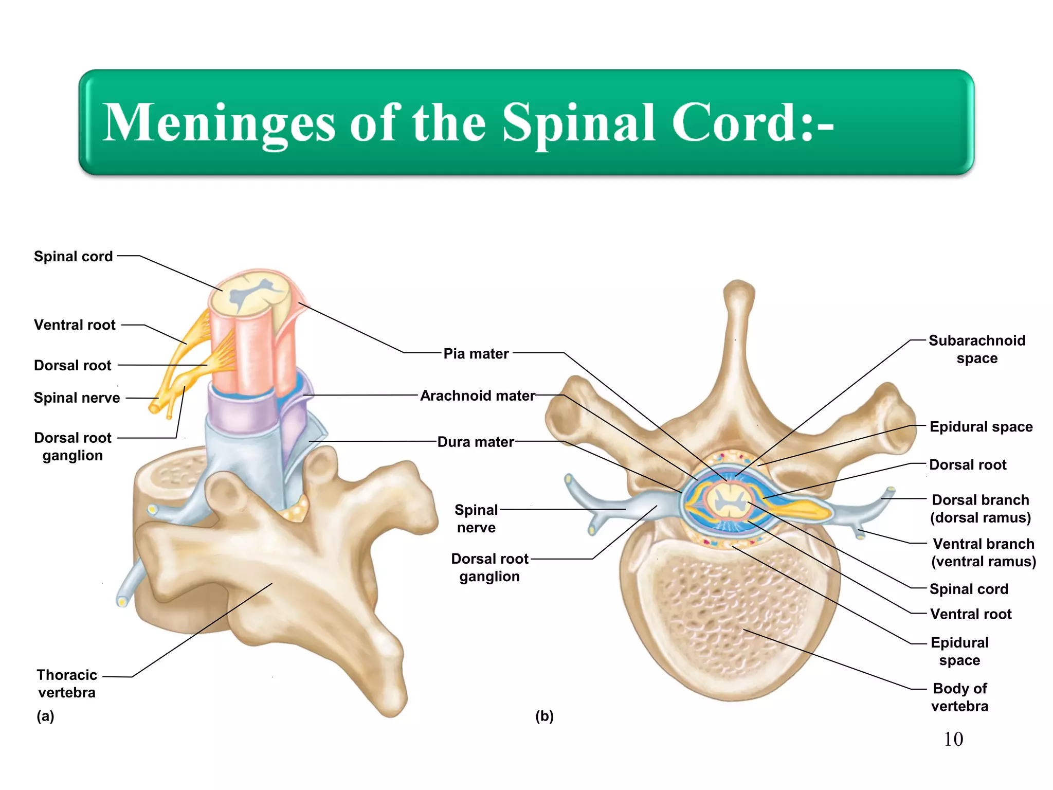 10
Spinal cord
Spinal cord
Pia mater
Arachnoid mater
Dura mater
Dorsal root
Dorsal root
Spinal nerve
Epidural space
(a) (b)
Ventral root
Dorsal root
ganglion
Thoracic
vertebra
Spinal
nerve
Dorsal root
ganglion
Subarachnoid
space
Dorsal branch
(dorsal ramus)
Ventral branch
(ventral ramus)
Ventral root
Epidural
space
Body of
vertebra
 