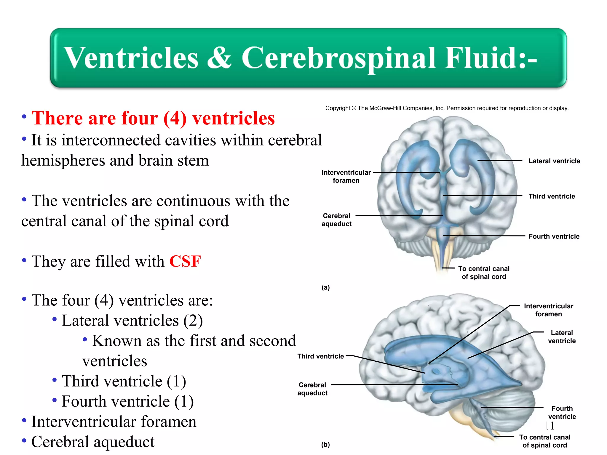 11
• There are four (4) ventricles
• It is interconnected cavities within cerebral
hemispheres and brain stem
• The ventricles are continuous with the
central canal of the spinal cord
• They are filled with CSF
• The four (4) ventricles are:
• Lateral ventricles (2)
• Known as the first and second
ventricles
• Third ventricle (1)
• Fourth ventricle (1)
• Interventricular foramen
• Cerebral aqueduct
Lateral ventricle
Third ventricle
Fourth ventricle
(a)
Interventricular
foramen
Cerebral
aqueduct
To central canal
of spinal cord
Copyright © The McGraw-Hill Companies, Inc. Permission required for reproduction or display.
Third ventricle
(b)
Cerebral
aqueduct
To central canal
of spinal cord
Fourth
ventricle
Lateral
ventricle
Interventricular
foramen
 