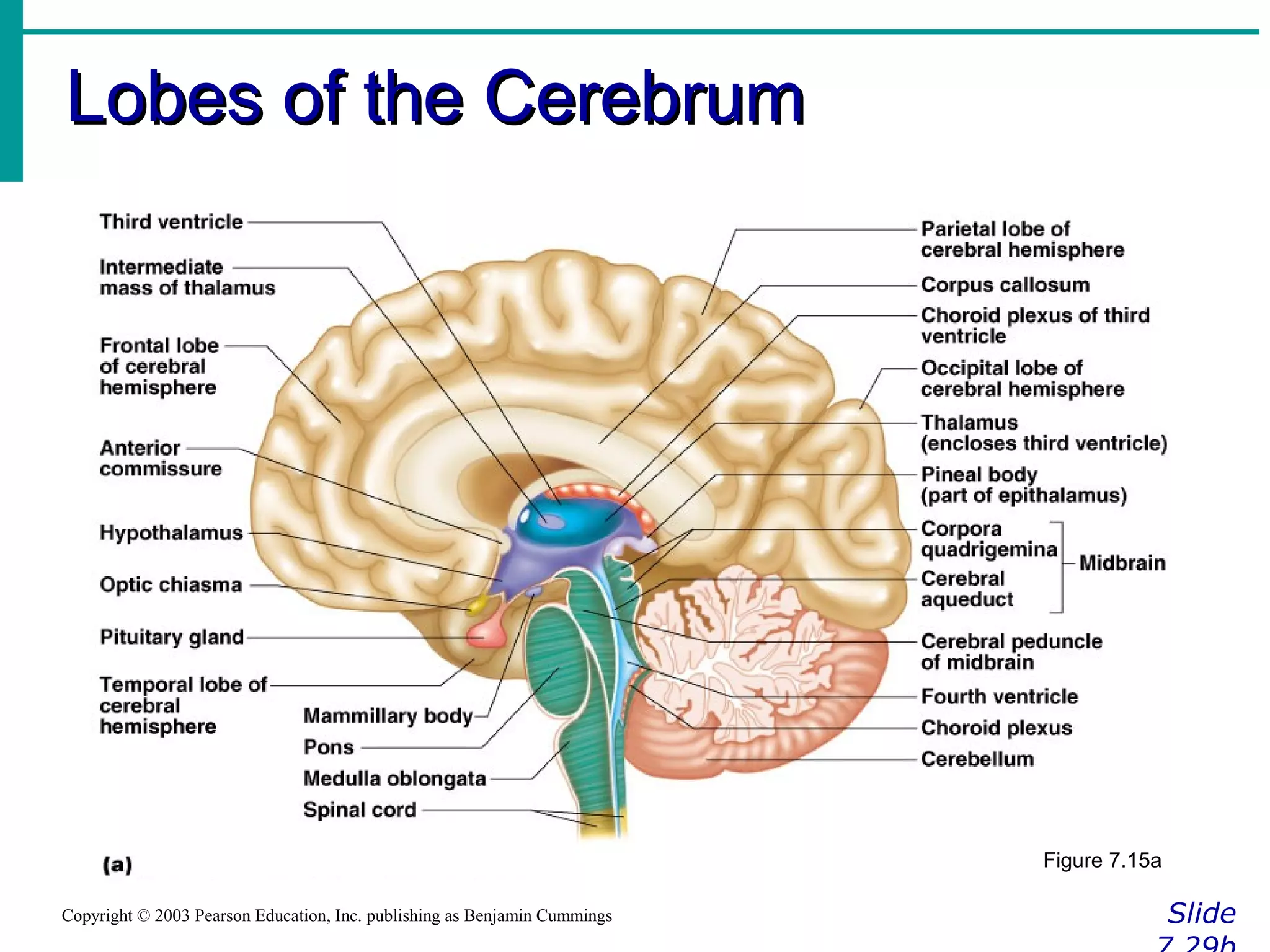 Lobes of the CerebrumLobes of the Cerebrum
SlideCopyright © 2003 Pearson Education, Inc. publishing as Benjamin Cummings
Figure 7.15a
 
