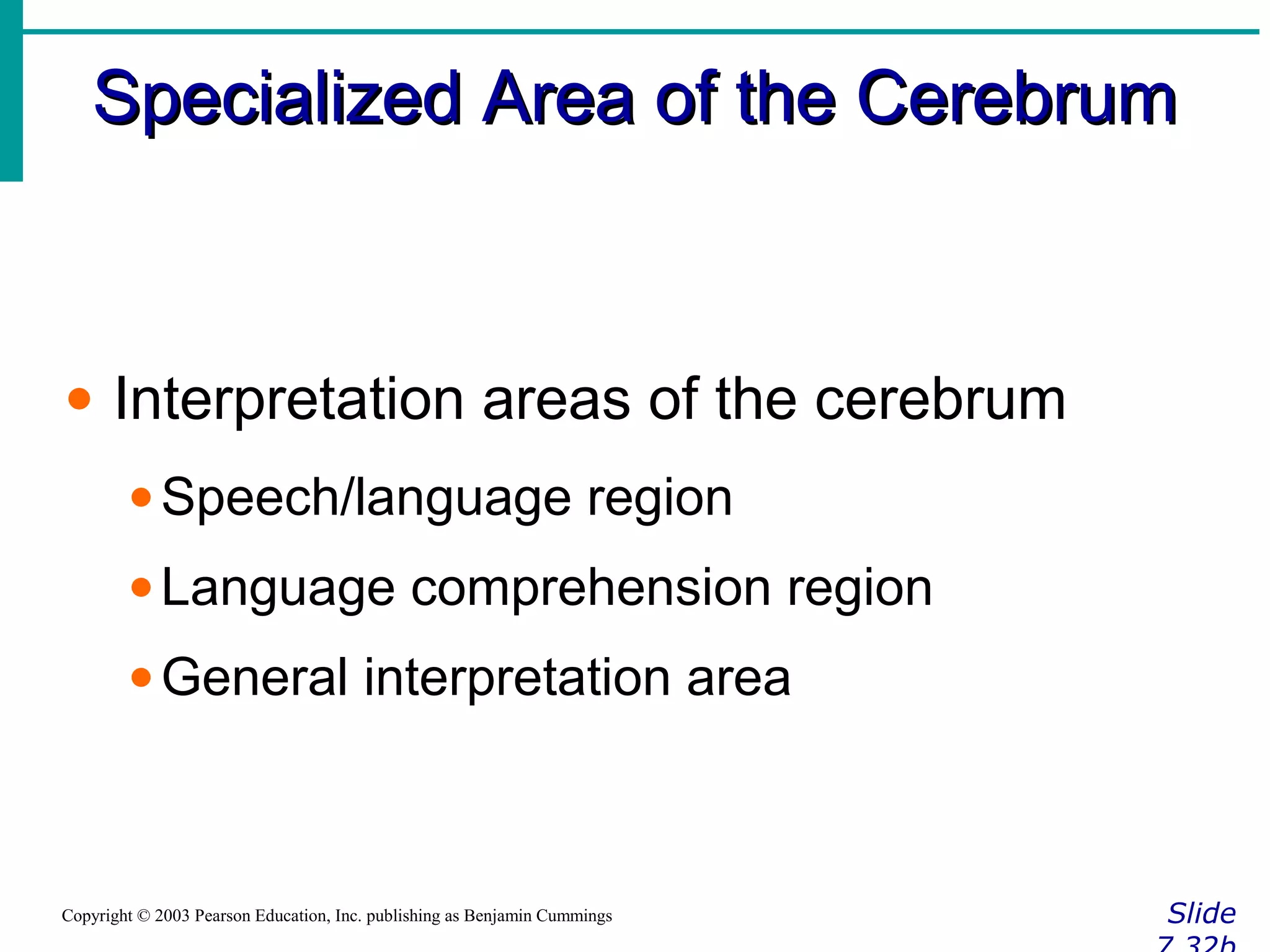 Specialized Area of the CerebrumSpecialized Area of the Cerebrum
SlideCopyright © 2003 Pearson Education, Inc. publishing as Benjamin Cummings
• Interpretation areas of the cerebrum
•Speech/language region
•Language comprehension region
•General interpretation area
 
