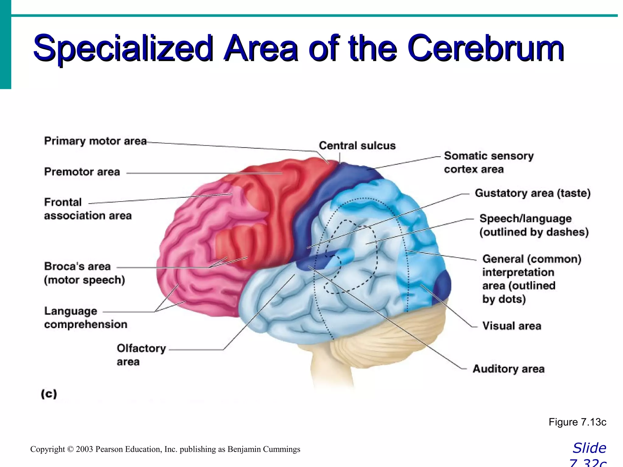 Specialized Area of the CerebrumSpecialized Area of the Cerebrum
SlideCopyright © 2003 Pearson Education, Inc. publishing as Benjamin Cummings
Figure 7.13c
 