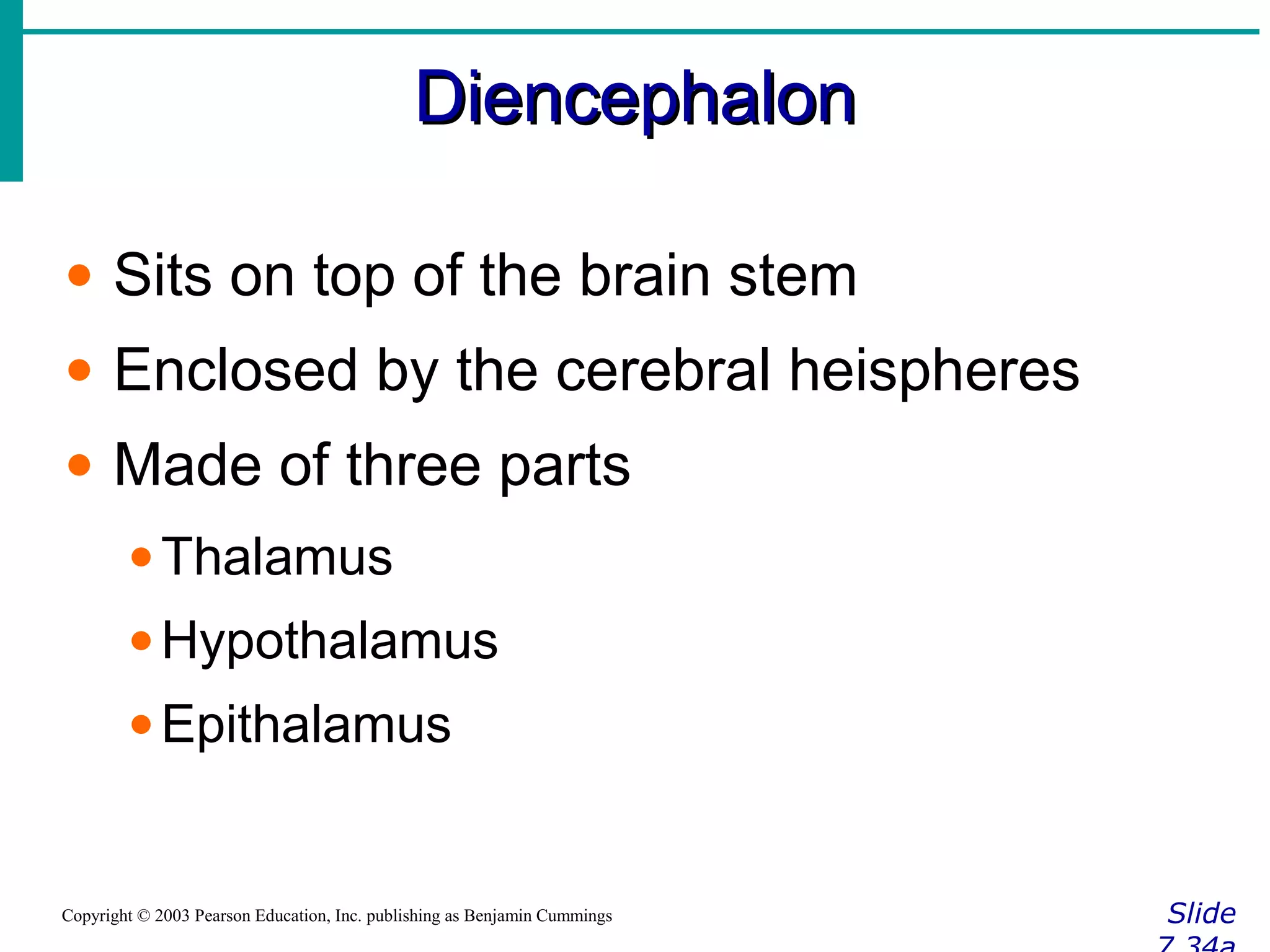 DiencephalonDiencephalon
SlideCopyright © 2003 Pearson Education, Inc. publishing as Benjamin Cummings
• Sits on top of the brain stem
• Enclosed by the cerebral heispheres
• Made of three parts
•Thalamus
•Hypothalamus
•Epithalamus
 