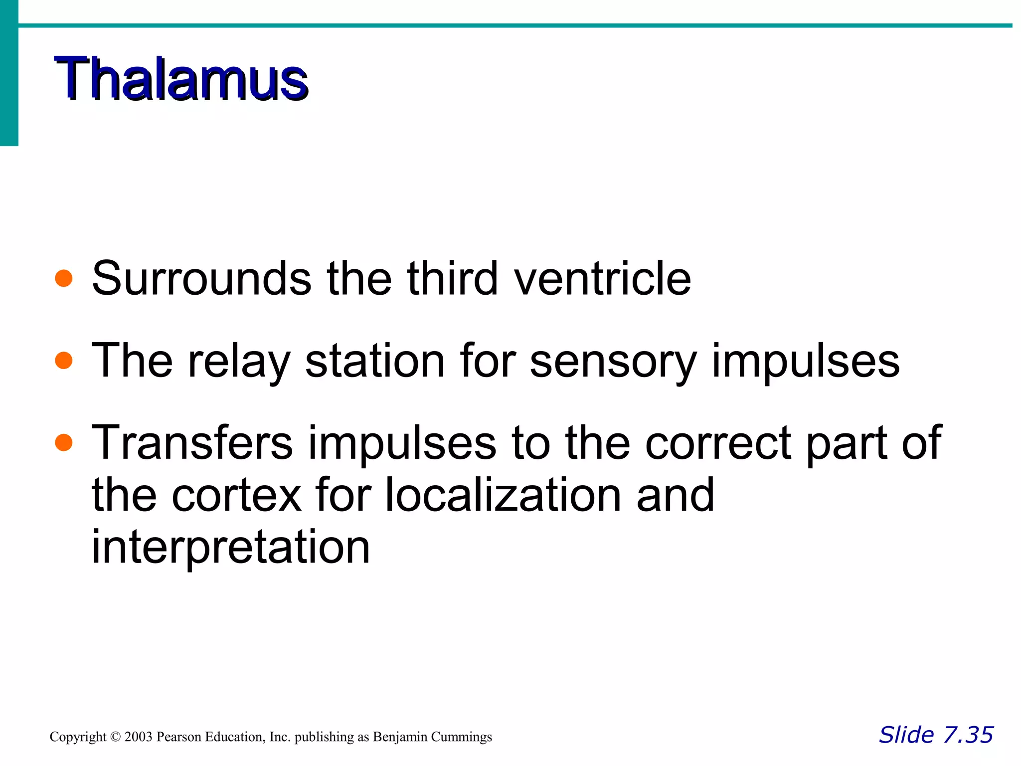 ThalamusThalamus
Slide 7.35Copyright © 2003 Pearson Education, Inc. publishing as Benjamin Cummings
• Surrounds the third ventricle
• The relay station for sensory impulses
• Transfers impulses to the correct part of
the cortex for localization and
interpretation
 