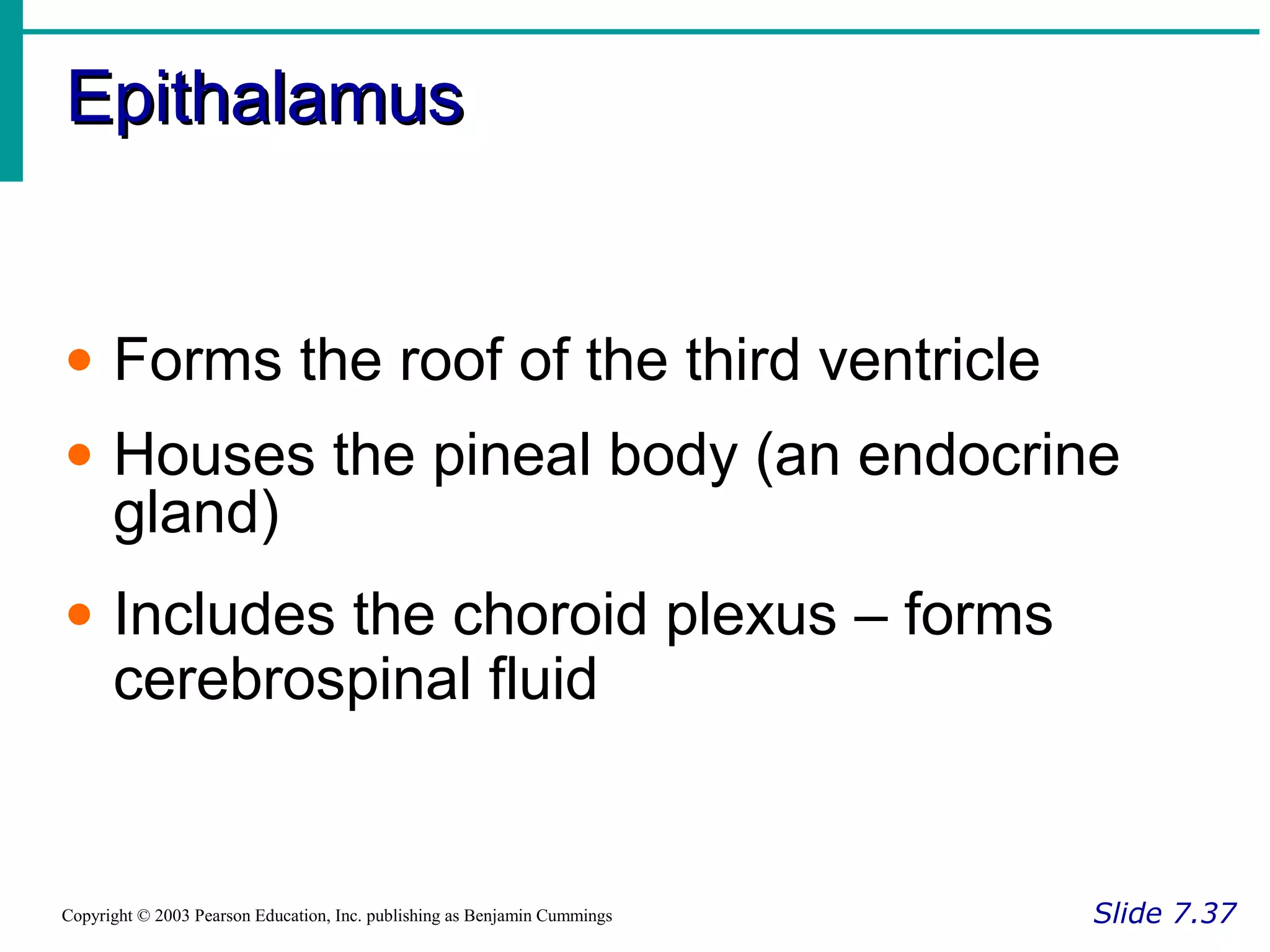 EpithalamusEpithalamus
Slide 7.37Copyright © 2003 Pearson Education, Inc. publishing as Benjamin Cummings
• Forms the roof of the third ventricle
• Houses the pineal body (an endocrine
gland)
• Includes the choroid plexus – forms
cerebrospinal fluid
 