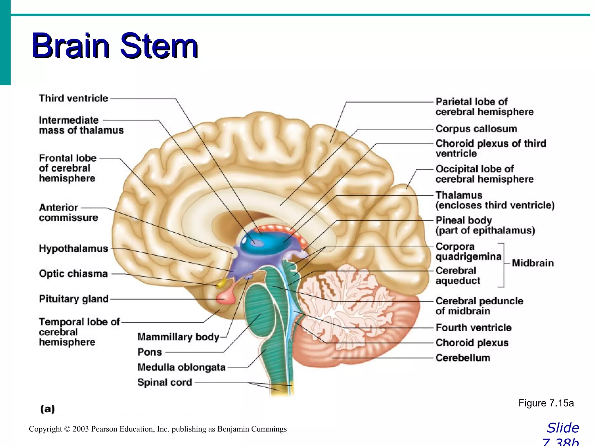 Brain StemBrain Stem
SlideCopyright © 2003 Pearson Education, Inc. publishing as Benjamin Cummings
Figure 7.15a
 