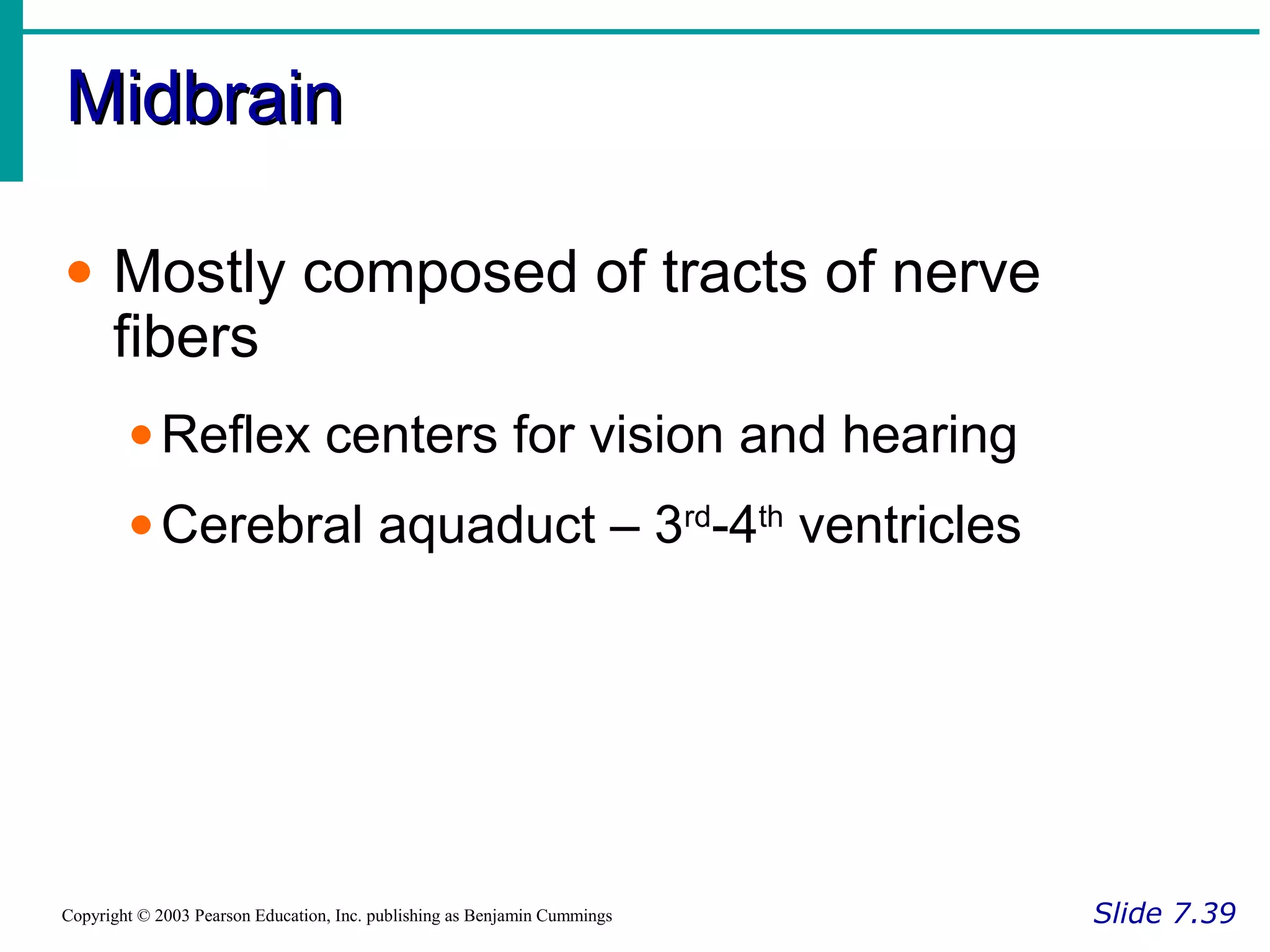 MidbrainMidbrain
Slide 7.39Copyright © 2003 Pearson Education, Inc. publishing as Benjamin Cummings
• Mostly composed of tracts of nerve
fibers
•Reflex centers for vision and hearing
•Cerebral aquaduct – 3rd
-4th
ventricles
 
