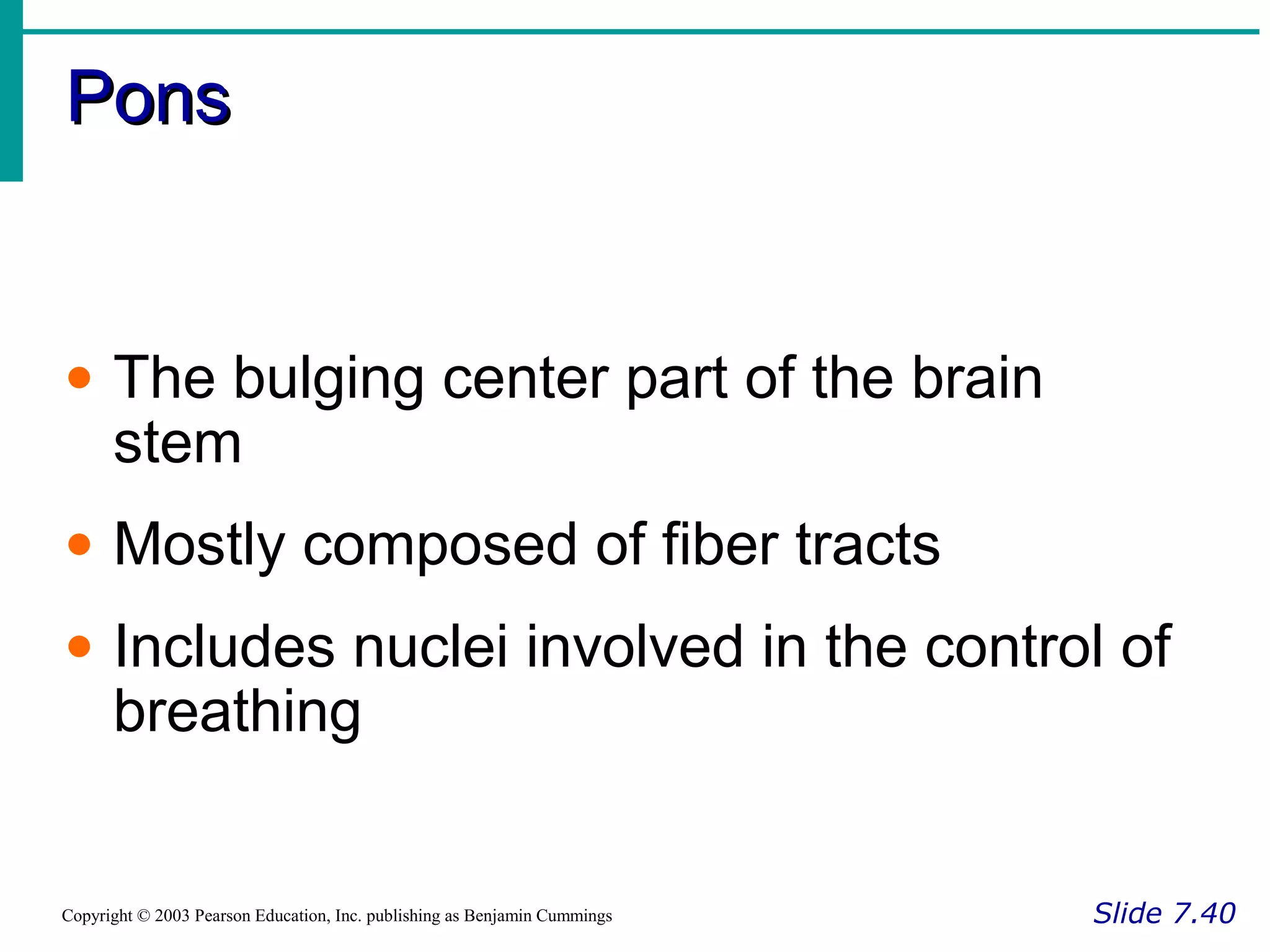 PonsPons
Slide 7.40Copyright © 2003 Pearson Education, Inc. publishing as Benjamin Cummings
• The bulging center part of the brain
stem
• Mostly composed of fiber tracts
• Includes nuclei involved in the control of
breathing
 