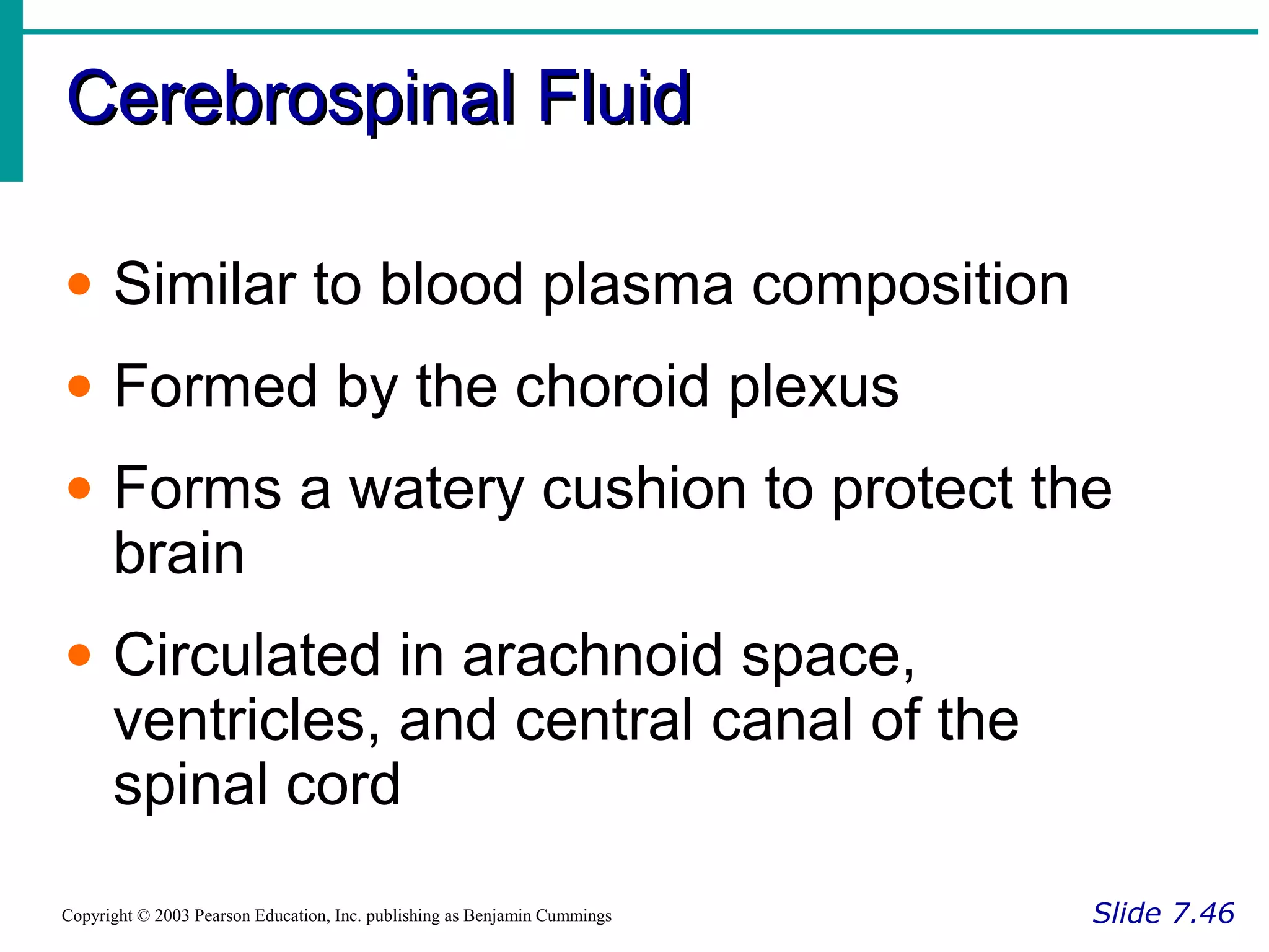 Cerebrospinal FluidCerebrospinal Fluid
Slide 7.46Copyright © 2003 Pearson Education, Inc. publishing as Benjamin Cummings
• Similar to blood plasma composition
• Formed by the choroid plexus
• Forms a watery cushion to protect the
brain
• Circulated in arachnoid space,
ventricles, and central canal of the
spinal cord
 
