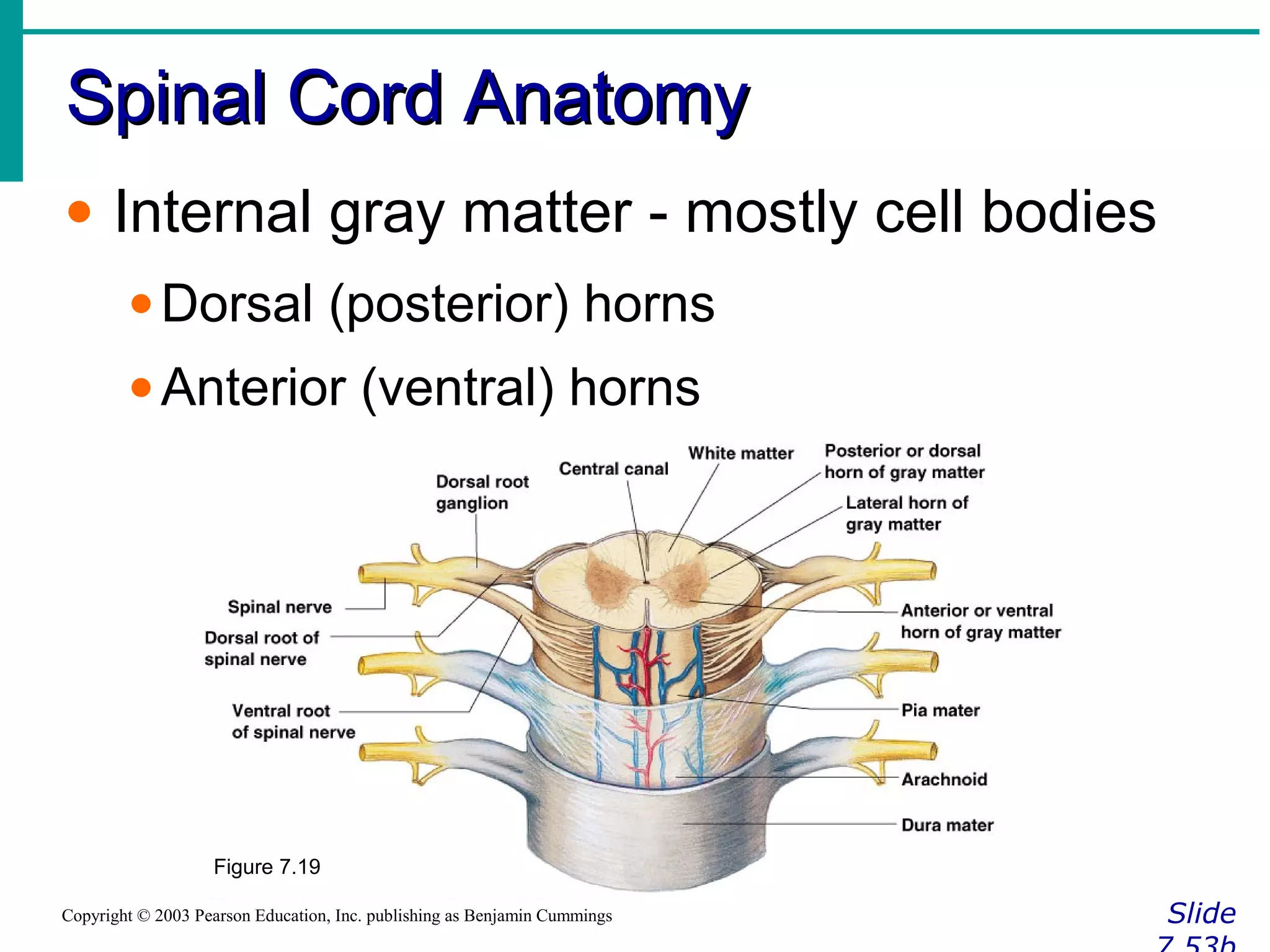 Spinal Cord AnatomySpinal Cord Anatomy
SlideCopyright © 2003 Pearson Education, Inc. publishing as Benjamin Cummings
• Internal gray matter - mostly cell bodies
•Dorsal (posterior) horns
•Anterior (ventral) horns
Figure 7.19
 