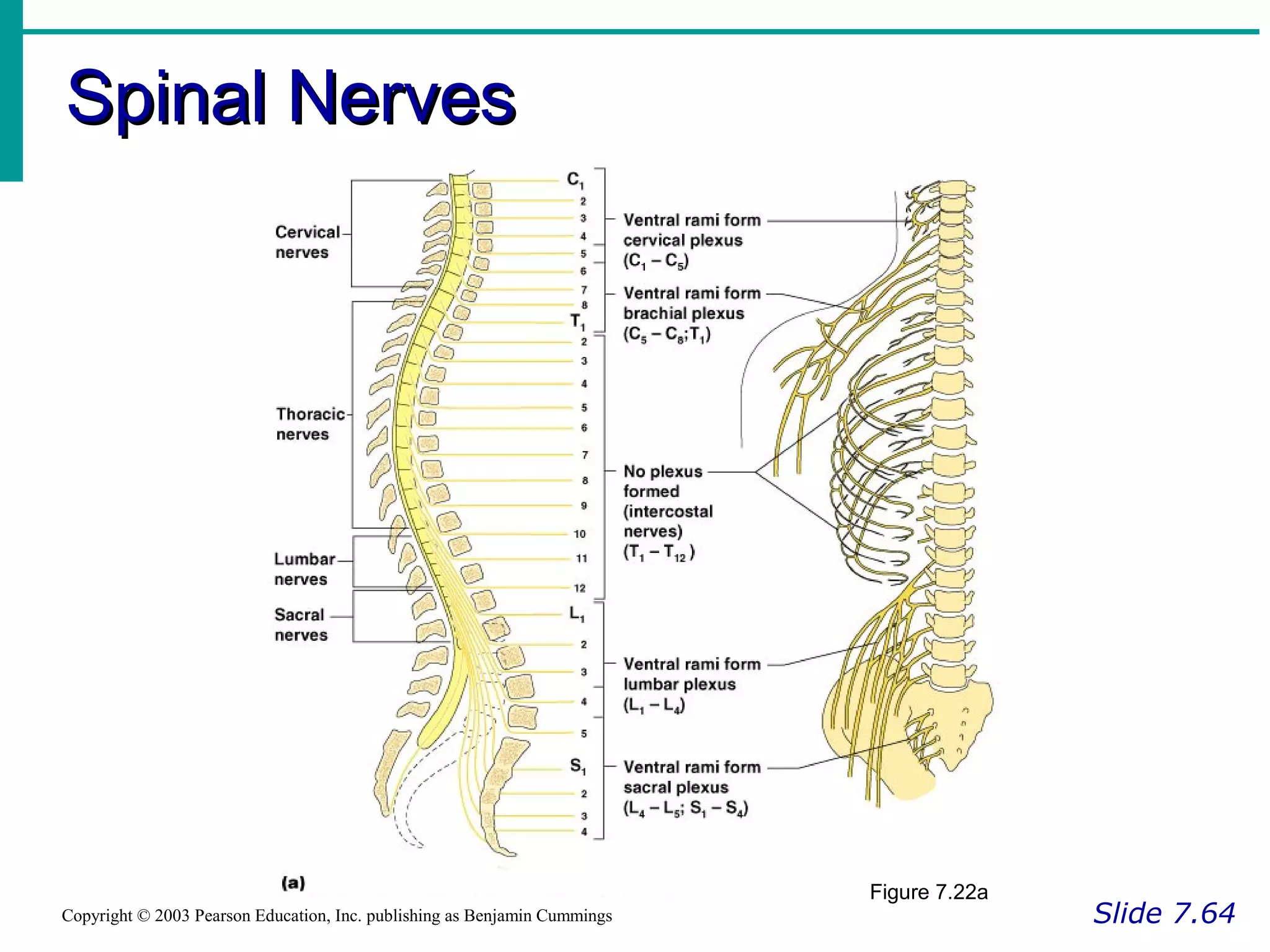Spinal NervesSpinal Nerves
Slide 7.64Copyright © 2003 Pearson Education, Inc. publishing as Benjamin Cummings
Figure 7.22a
 