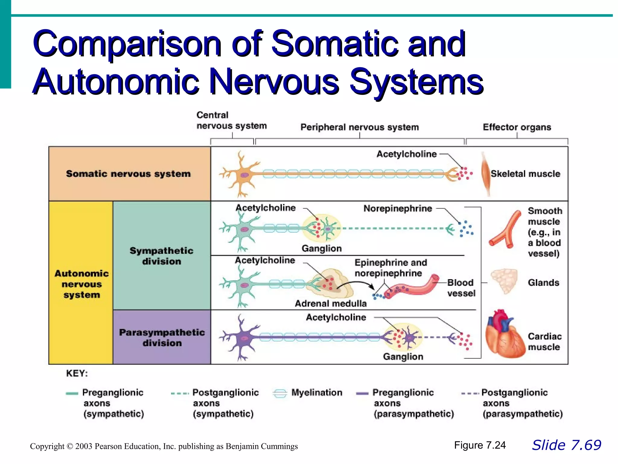 Comparison of Somatic andComparison of Somatic and
Autonomic Nervous SystemsAutonomic Nervous Systems
Slide 7.69Copyright © 2003 Pearson Education, Inc. publishing as Benjamin Cummings Figure 7.24
 