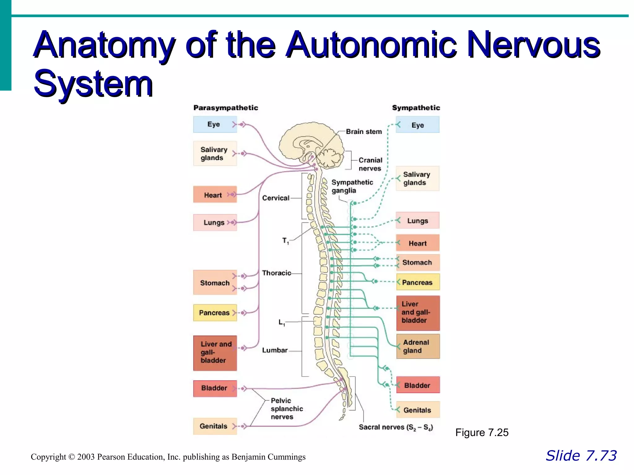 Anatomy of the Autonomic NervousAnatomy of the Autonomic Nervous
SystemSystem
Slide 7.73Copyright © 2003 Pearson Education, Inc. publishing as Benjamin Cummings
Figure 7.25
 