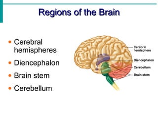 Regions of the BrainRegions of the Brain
• Cerebral
hemispheres
• Diencephalon
• Brain stem
• Cerebellum
 