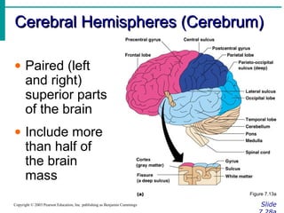 Cerebral Hemispheres (Cerebrum)Cerebral Hemispheres (Cerebrum)
SlideCopyright © 2003 Pearson Education, Inc. publishing as Benjamin Cummings
• Paired (left
and right)
superior parts
of the brain
• Include more
than half of
the brain
mass
Figure 7.13a
 